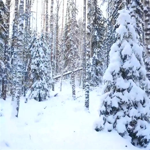 73K views · 1.2K reactions | Cozy log cabin hiding from the frost and snowfall in a log cabin | Naiser | Facebook