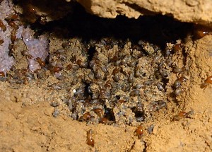 Mound building termites - Alchetron, the free social encyclopedia