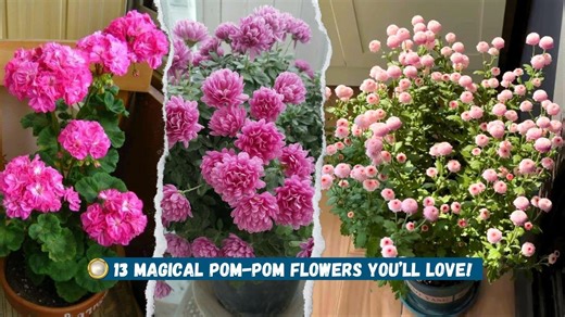 Decorate your home and garden with 13 pom pom flowers