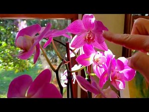 My best advise to beginner orchid growers.