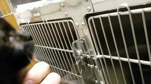 19 reactions | RESCUED BY ST SOPHIA'S Please honor your pledges at...