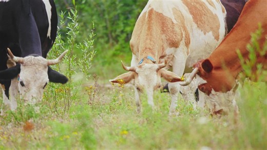 Three cows grazing in a paddock - Free Stock Video