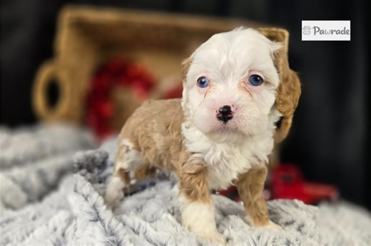 Jillian - Cavapoo Puppy 389FFE