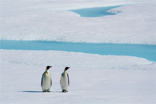 Emperor penguins and Antarctic fur seals are now endangered. Here’s why