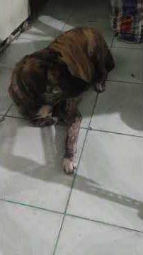 My Friendly pet, witchdog-axie wd Golden Lab-Yuna #dog #dogs #dogshorts #viralshorts #viralreels