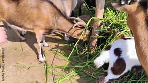 Close-up of feeding goats at the petting zoo. Young and old animals live in one enclosure. Sheep and goats in one place. Feeding sedge. Iron the ungulates.