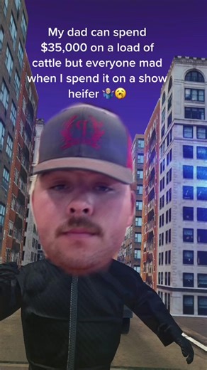 This is a joke 😂 #greenscreen #showcattle #moneyspent #showheifer #fyp