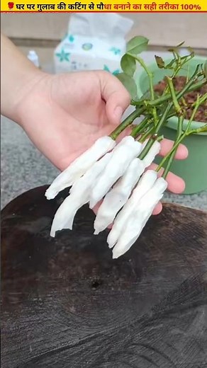 🌹Get roots from rose cuttings in 20 days 100% real #growth #ytshorts #garden