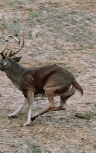 The PERFECT arrow placement on a whitetail #hunting #deer #deerhunting #bowhunt