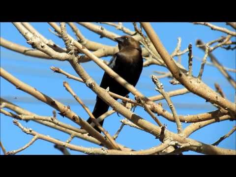 Brown-headed Cowbird song