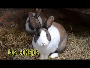 Los conejos. Cuidados , curiosidades y datos.