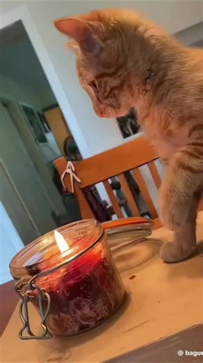 Understanding Orange Cat Behavior and Personality Traits