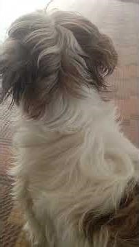 Dey summa eruda nane bayathula eruka neevera... shih Zhu dog