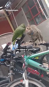 🦜🐈 La rencontre virale entre un perroquet et un petit chat : "Grand-maman, le chat me mange" Le moment est rapidement devenu viral sur les réseaux sociaux et a déclenché un débat sur la question de savoir si c'est l'oiseau qui prononce la phrase ou si c'est une personne qui imite. 🤔 Et toi, qu'en penses-tu ? #perroquetviral #rencontrecute #chatetperroquet #momentdrôle | Wamiz