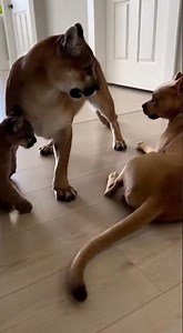 😳⚡ One Strike From Puma Ends It