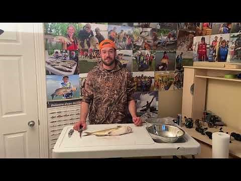 Comment fileter la barbue de rivière