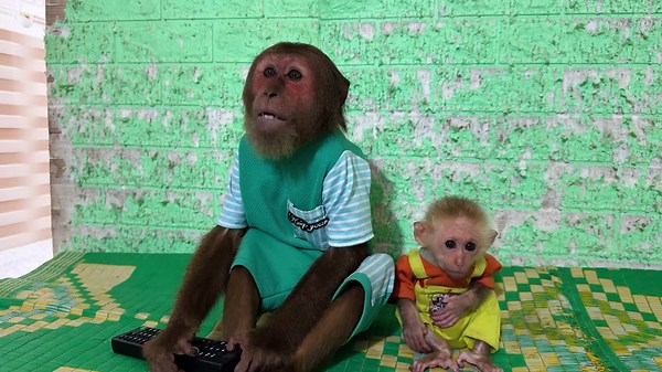 Baby Monkey Protects Newborn