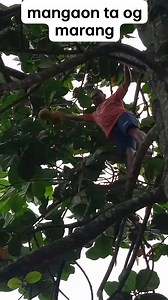 410K views · 2K reactions | marang tam is kaayo #reelsvedio #fbreels2024 #followers #virals #fruits #buhayprobinsya #buhaybundok #primejonesvlog | Prime Jones vlog | Facebook