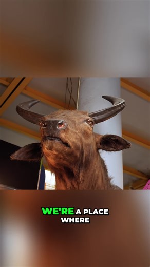 Africa's Most Extreme Diet: Llama Meat Review