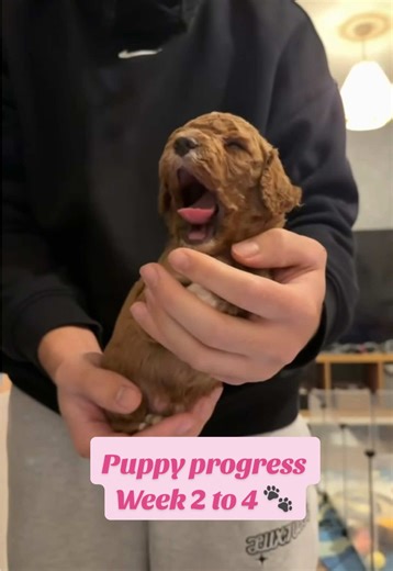 The progress in 2 week difference is crazy! 🤪 🐶 #dogs #cavapoopuppy #cavapoo #breeding #puppyprogression @Luluslittlelife