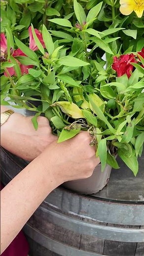 ✂️ How to Prune Alstroemeria (Peruvian Lily)