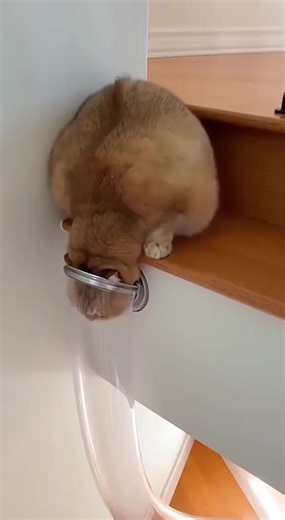 Capybara Moments: The Gentle Giants of the Animal Kingdom