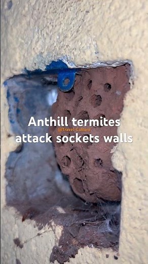 #Anthill inside eating house😱 #anthilllovers #nature #naturelovers