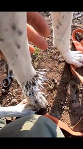 DO NOT waste time cutting quills on your dog it does absolutely nothing to help them. All you are doing is doubling the amount of time, doubling the amount of pain, and increasing the chance of losing the quill under the skin. Just start pulling. We've had at least 15 dogs get into quills over the years it ruins your day. However, you can easily do this at home. After the quills are pulled the dogs are put on antibiotics for 10 days. Porcupines are disgusting creatures they pee and dedicate on t