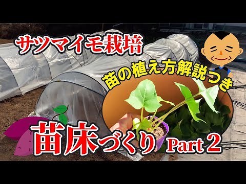 【２種類のツル出し作業】サツマイモ苗の仕立て方を詳しく解説します♪ タネのハシモト