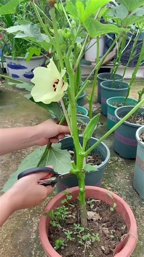 Pruning young okra plant #shorts #plantcare #agriculture