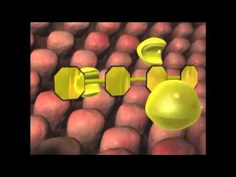 What are Enzymes - How Do They Work?