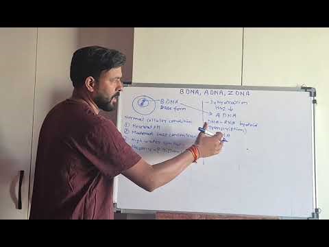 Different forms of DNA- B DNA, A DNA, Z DNA