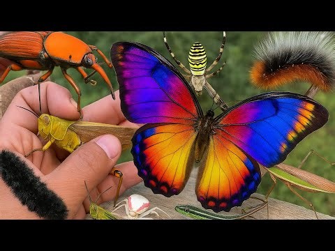 Catching Caterpillars, Butterflies and Grasshoppers in the Wild