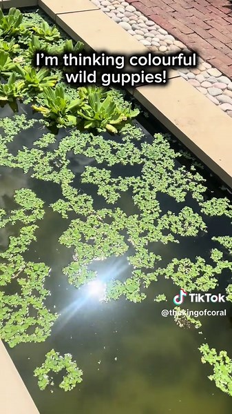 Fish to Add to Your Pond