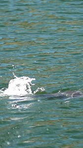 Common Carp eating a hippy stomper in Montana! Orvis Fly Fishing Scientific Anglers Bighorn Angler | The New Fly Fisher