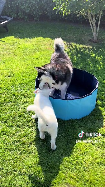A_husky_life on TikTok