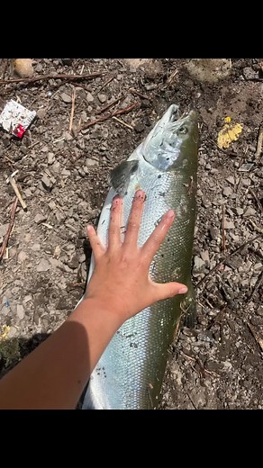 Coho, salmon or Atlantic salmon#Fishing #Fish #Huge #Coho #AtlanticSalmon