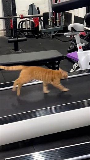 Cat turns on treadmill and starts running😅 | Animal Lovers