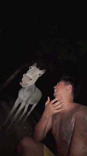 2.8K views · 32 reactions | ❤️Why donkeys understand human feelings better… | Animal Zone | Facebook