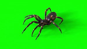 A Walk Cycle Motion of Tarantula Spider