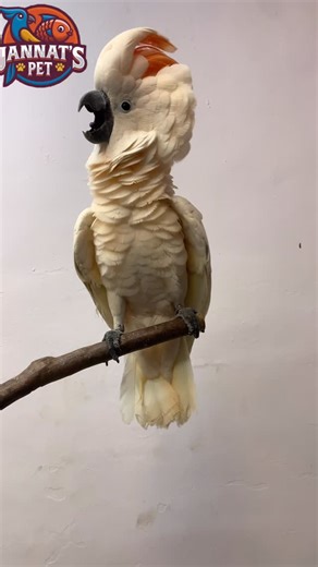 Shaikh Shoeb on Instagram: "The Moluccan cockatoo (Cacatua moluccensis), also known as the Salmon-crested cockatoo, is one of the largest and most striking members of the cockatoo family. Here’s an overview: ⸻ 🐦 General Information • Scientific name: Cacatua moluccensis • Common names: Moluccan cockatoo, Salmon-crested cockatoo • Origin: Native to the Seram Islands (Maluku Islands) in Indonesia • Lifespan: 60–80 years in captivity (sometimes longer with proper care) • Size: Around 46–52 cm (18–