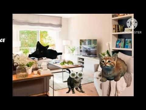 Opening logos of The Kitty Show DVD