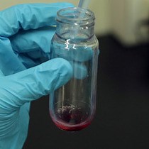 Video: Development of a Colloidal Gold-based Immunochromatographic Test Strip for Detection of Cetacean Myoglobin