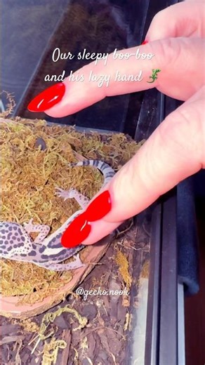 Sleepy lizard 🦎 #lazyhand #cute #babygecko #geckonook #reptiles