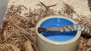 2.6K views · 63 reactions | Check out this zebra spitting cobra (Naja nigricincta nigricincta) that just entered our quarantine! It's clear where this snake gets its name. Zebra spitting cobras are native to the arid regions of southern Africa. | Kentucky Reptile Zoo | Facebook