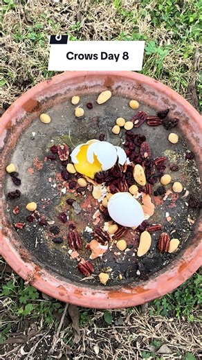 Befriending Wild Crows: Day 8 Insights