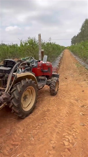 Pomogranate defoliation using Ethrel for uniform flowering #agriculture #pomogranate