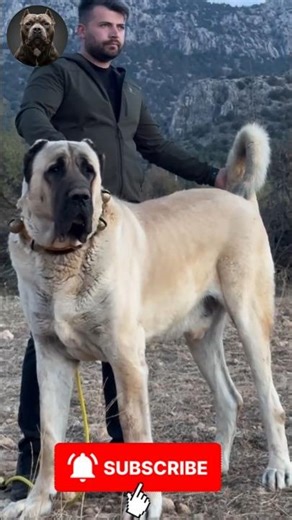 INCREDIBLE JOURNEY: Tiny Puppy BECOMES LEGENDARY Dog 😮 | #MegaMutts