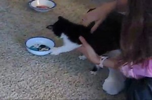 Kitty loves broccoli.