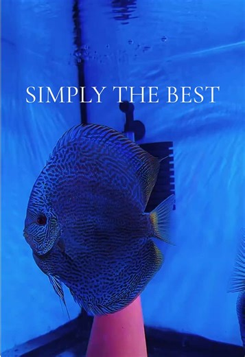SHOW ME BETTER! My king and queen of the aquarium #aquarium#discusfishtank #nature#tropicalfish #fishtanks